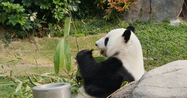 パンダは公園で竹を食べる — ストック写真