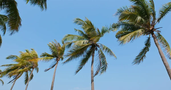 Palmboom Boven Blauwe Lucht — Stockfoto