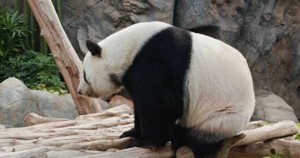 Grande Panda Parque — Fotografia de Stock