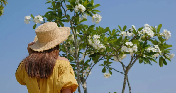 Женщина Турист Посмотрите Plumeria Дерево — стоковое фото