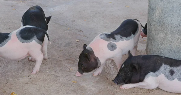 Beri Makan Babi Kecil Peternakan — Stok Foto