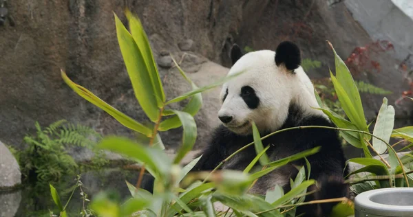 Parktaki Büyük Panda — Stok fotoğraf