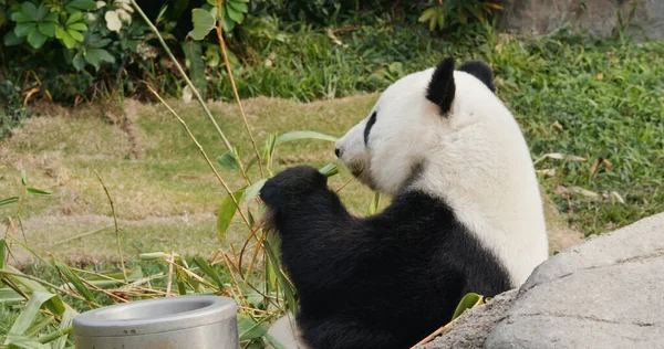 Panda Come Bambú Parque — Foto de Stock