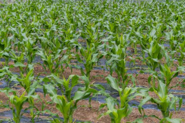 Taze yeşil mısır tarlası