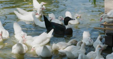 Turist çiftliğinde ördek besle