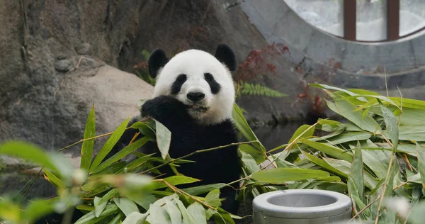 Grande Panda Nel Parco — Foto Stock