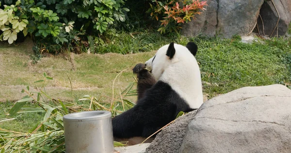 Panda Comer Bambu Parque — Fotografia de Stock