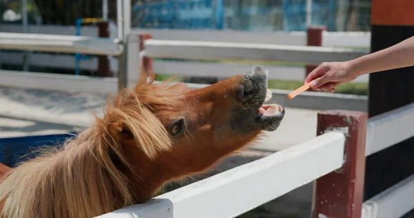 Alimentare Cavallo Nella Fattoria — Foto Stock