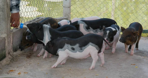 農場の小さな小豚 — ストック写真
