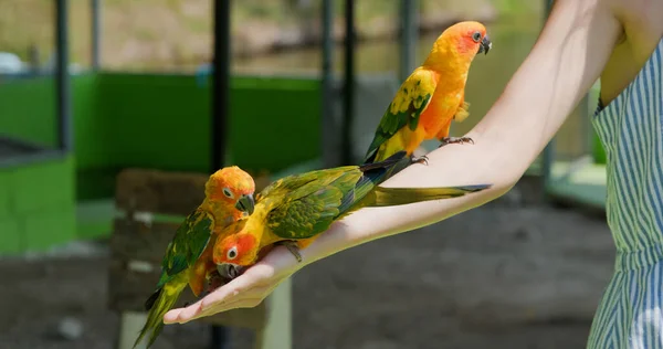 Alimentar Loro Granja Turística —  Fotos de Stock