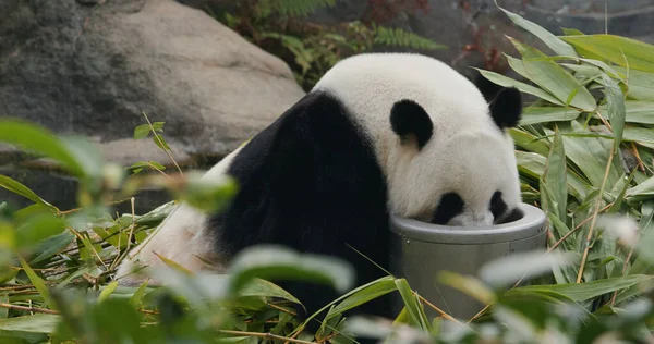 Big Panda Park — Stock Photo, Image