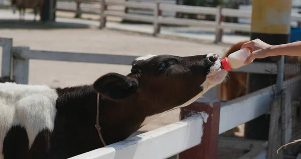 Кормить Молочную Корову Ферме — стоковое фото