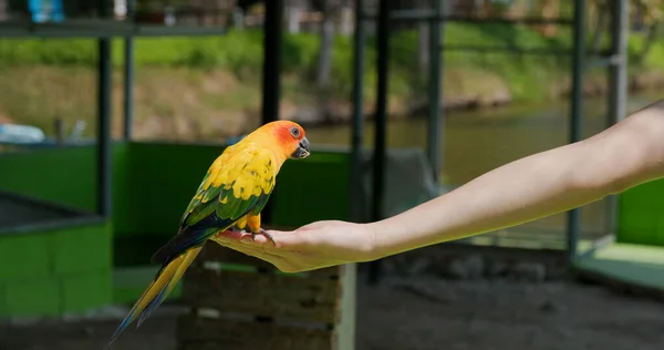 Alimentar Loro Granja Turística —  Fotos de Stock