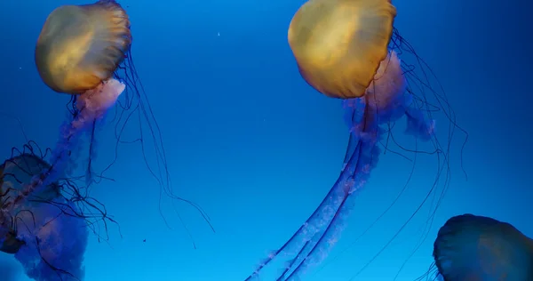 Jelly fish swim in water tank