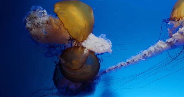 Denizanası Tankında Yüzer — Stok fotoğraf