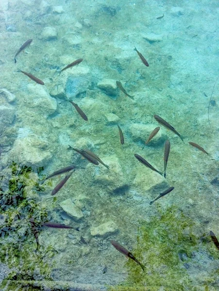 Pack of fishes in transparent water. — Stock Photo, Image