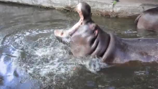 Hippopotame avec l'énorme bouche ouverte dans un zoo . — Video