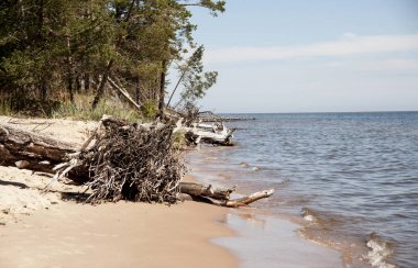 maymun Kolka, Riga Körfezi. Körfez kıyısında, suda ağaçların yalan.