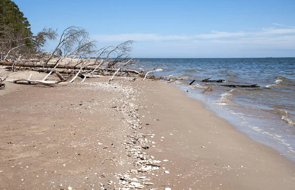 Kolka、ラトビア。リガ湾の海岸に倒木 — ストック写真