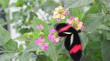 Kelebek Heliconides, benzersiz özellikleri ile Meksika'dan Amerika'ya yaşıyor..