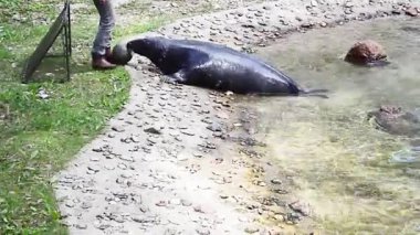 Letonya, Riga. Riga zoo eğitimli mühürler gösterisi