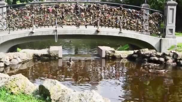 Letonia Riga Puente Amantes Estanque Con Patos Después Boda Registro — Vídeos de Stock