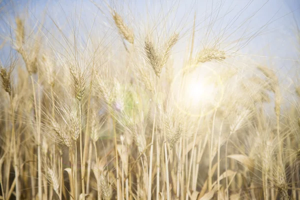 Sullo sfondo delle spighe di maturazione del campo di grano — Foto Stock