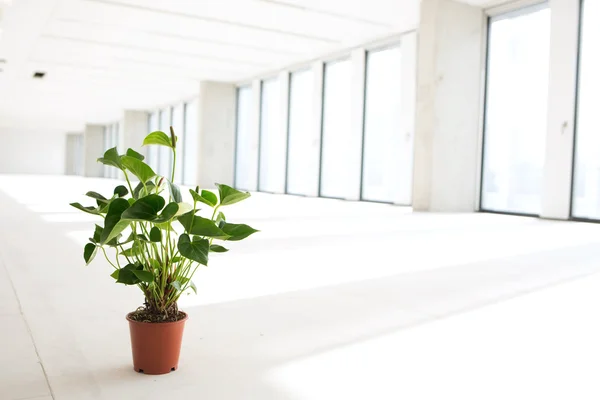 空のオフィス スペースの鉢植えな植物 — ストック写真