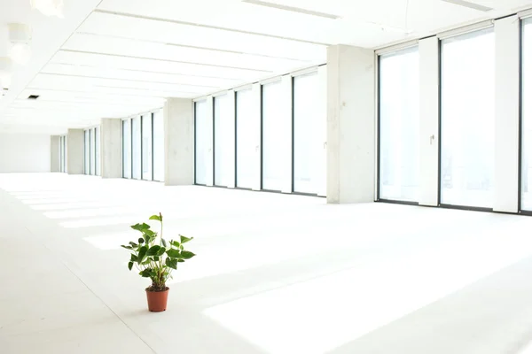 Topfpflanze in leeren Büroräumen — Stockfoto