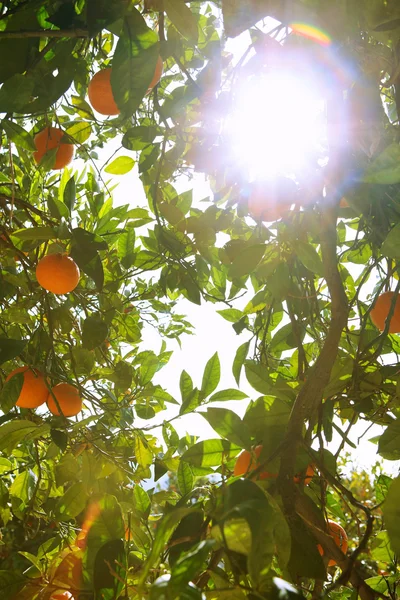 Sol brillando a través de naranjo — Foto de Stock