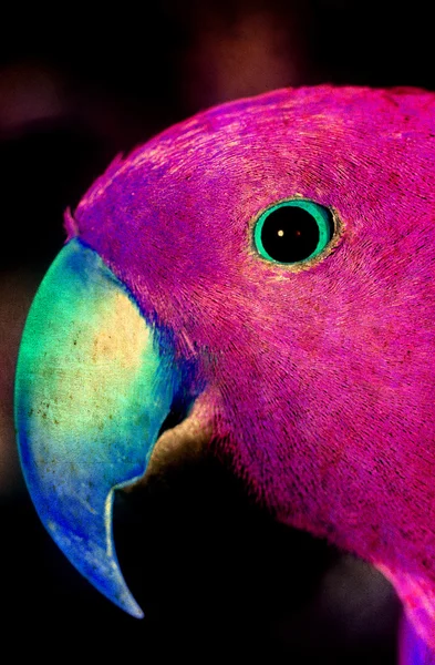 Colorful parakeet's head — Stock Photo, Image