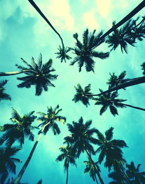 Mavi gökyüzü olan palmiye ağaçları — Stok fotoğraf