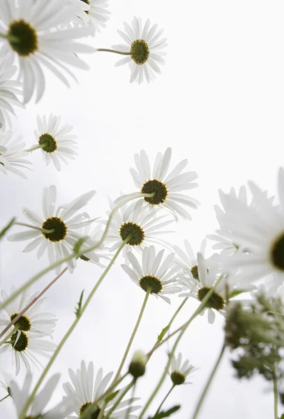 Field of Daisy flowers — Stock Photo, Image