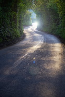 Kıvrımlı yol kalın ormanı 