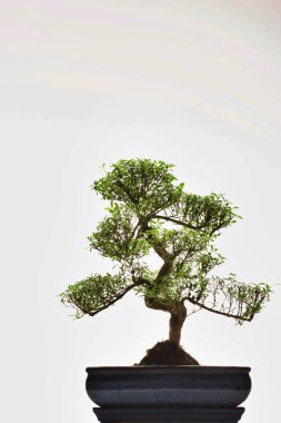 Bonsai ağacı çiçek tencerede  