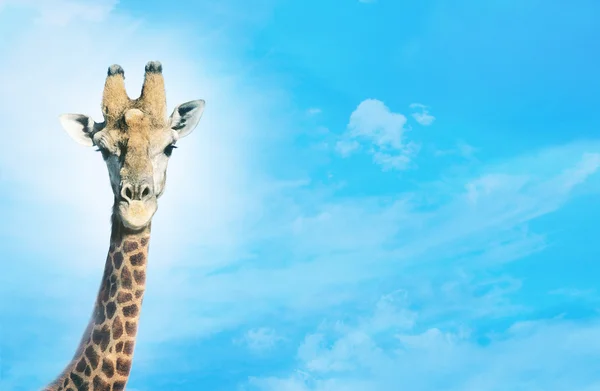 头的长颈鹿反对的蓝蓝的天空 — 图库照片