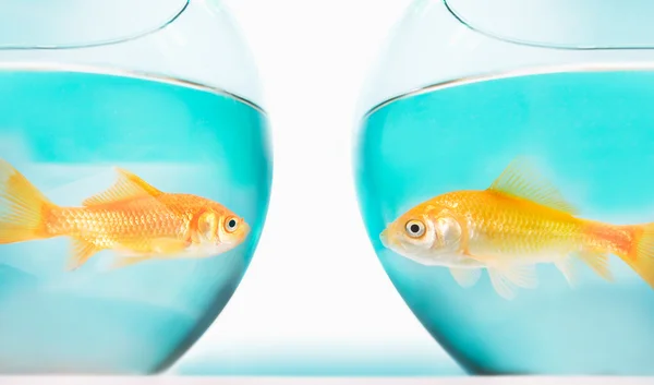 Two gold fish in bowls — Stock Photo, Image