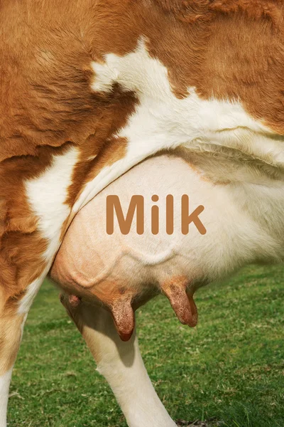 O úbere de vaca com a palavra leite escrita nele — Fotografia de Stock