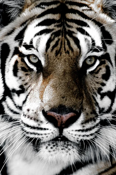 Brave tiger looking at camera — Stock Photo, Image