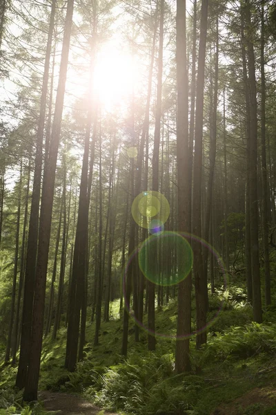 Vackra skogar med solstrålar — Stockfoto