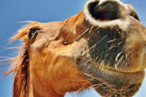 Brown horse 's snout — стоковое фото