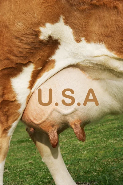 Вымя коричневой коровы с текстом из США — стоковое фото
