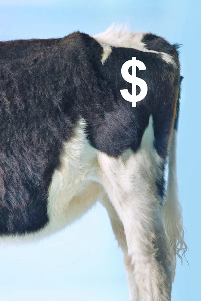 Sinal de dólar na extremidade traseira de uma vaca — Fotografia de Stock