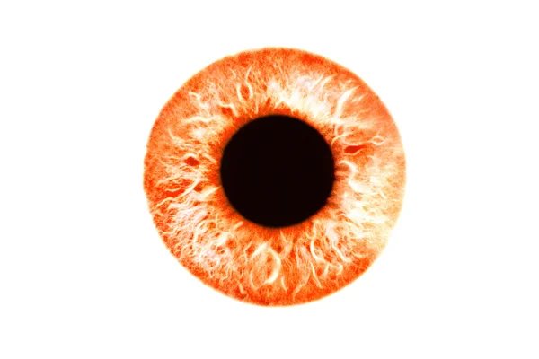Червоне та оранжеве око — стокове фото