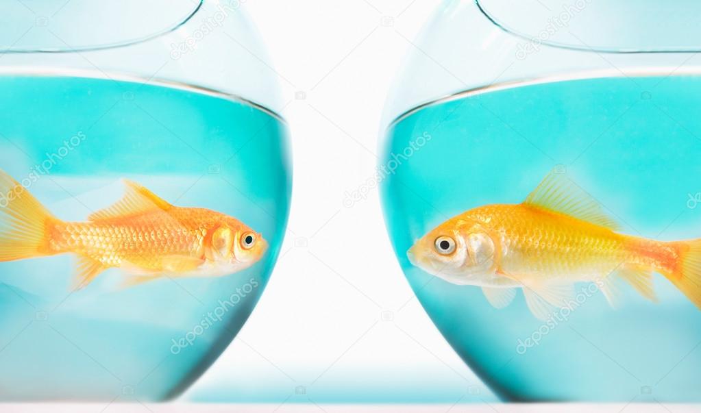 Two gold fish in bowls — Stock Photo © londondeposit 127350384