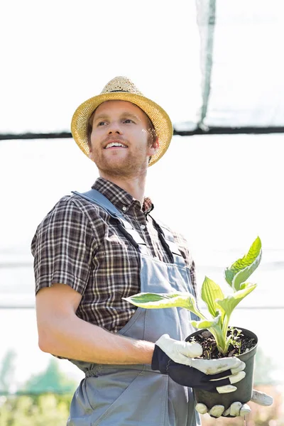 Jardinero masculino que sostiene la planta en maceta —  Fotos de Stock