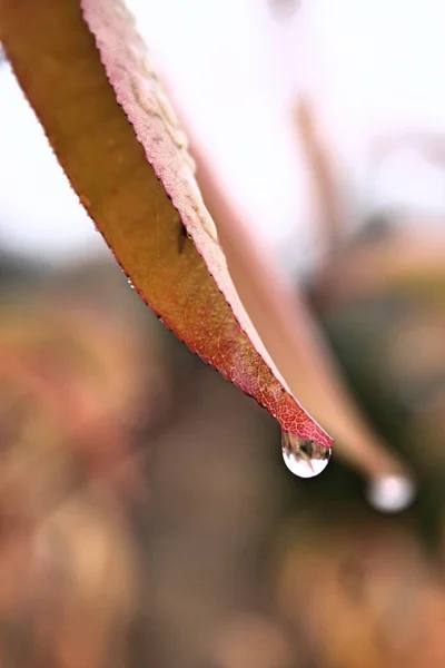 Wassertropfen auf dem Herbstblatt — Stockfoto