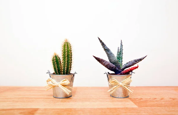 Variety of Cacti in pots — Stock Photo, Image