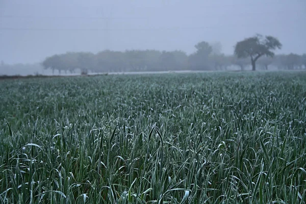 Grama congelada no prado — Fotografia de Stock