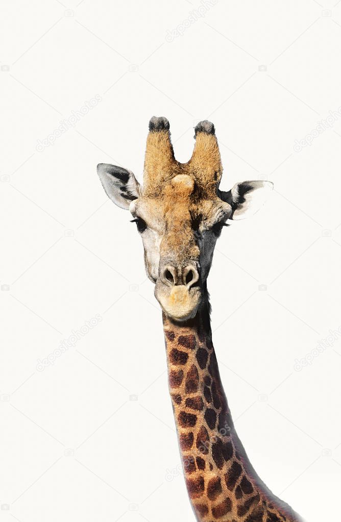 Giraffe looking at camera 